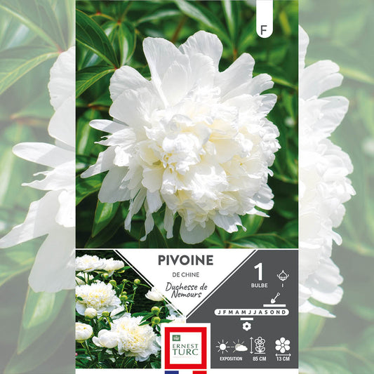 Bulbes de pivoine duchesse de nemours – La Ferme de Sainte Marthe