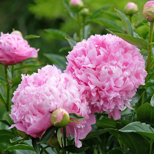 Bulbes de pivoine mons. jules élie très parfumée – La Ferme de Sainte Marthe