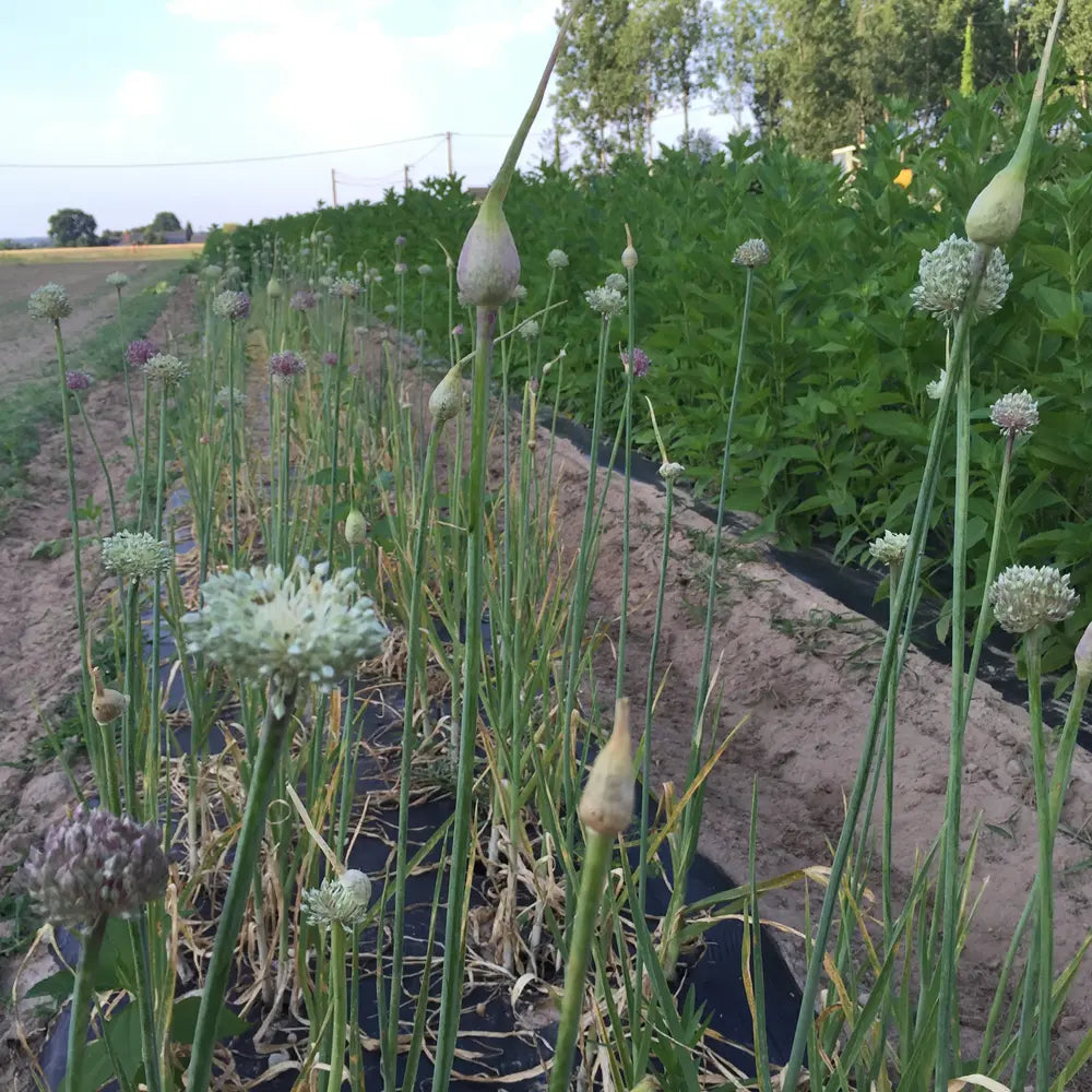 Bulbilles de poireau perpétuel bio – La Ferme de Sainte Marthe
