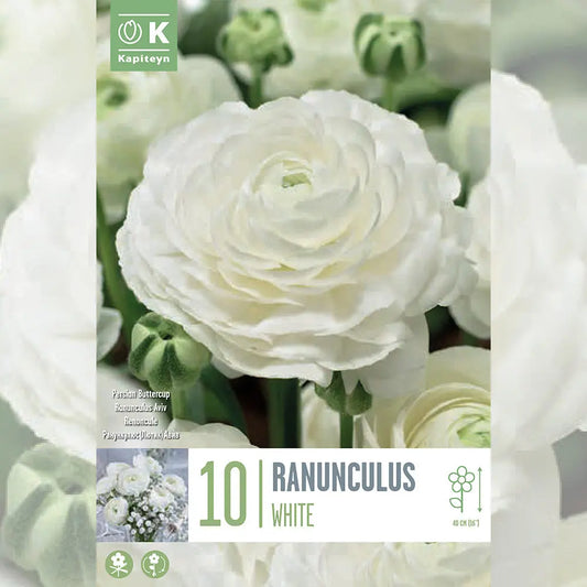 Bulbes de renoncule blanc – La Ferme de Sainte Marthe