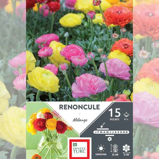Bulbes de renoncules en mélange – La Ferme de Sainte Marthe