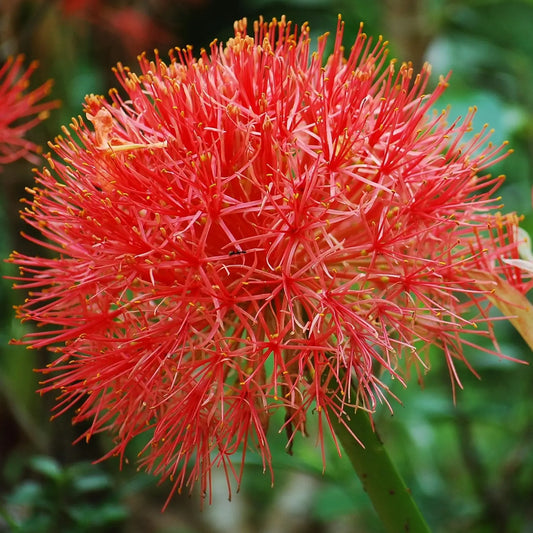 Bulbes de scadoxus multiflorus syn.haemanthus – La Ferme de Sainte Marthe