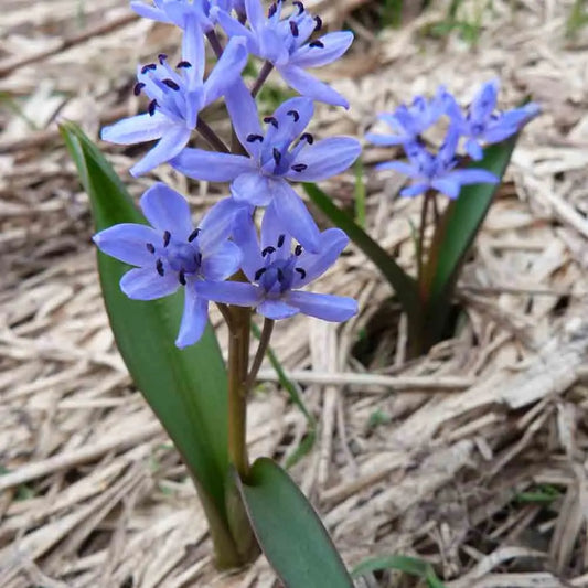Bulbes de scille bifolia – La Ferme de Sainte Marthe