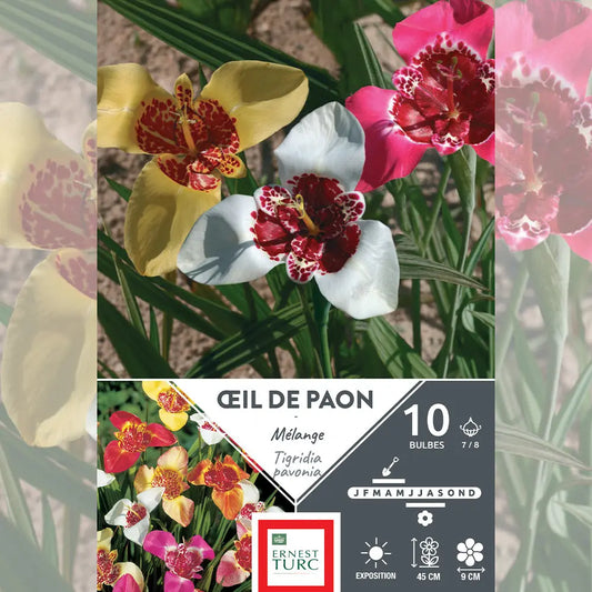 Bulbes de tigridias pavonia mélange œil de paon – La Ferme de Sainte Marthe