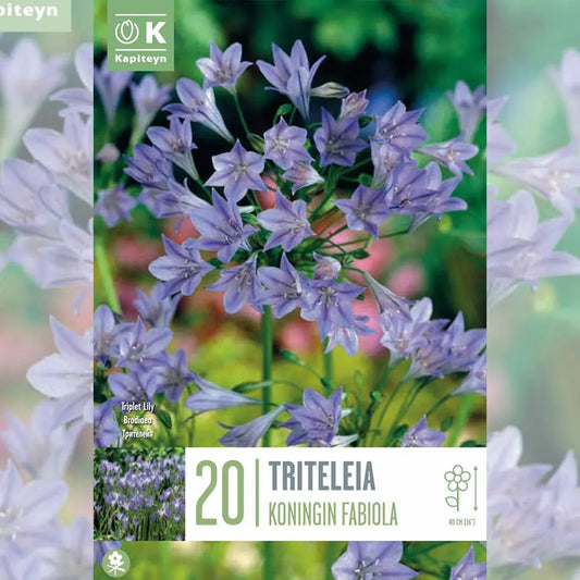 Bulbes de triteleia königin fabiola – La Ferme de Sainte Marthe