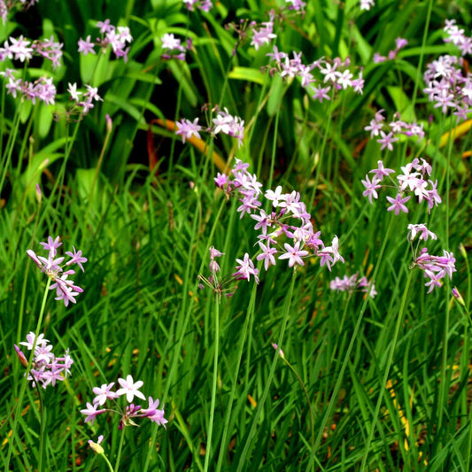 Bulbes de tulbaghia violacea – La Ferme de Sainte Marthe