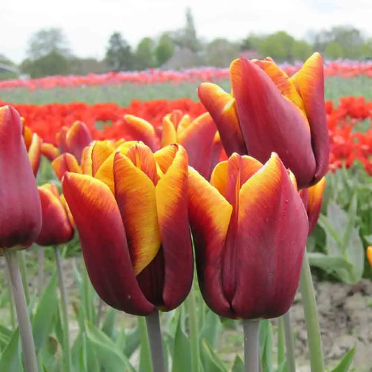 Bulbes de tulipe abu hassan bio – La Ferme de Sainte Marthe