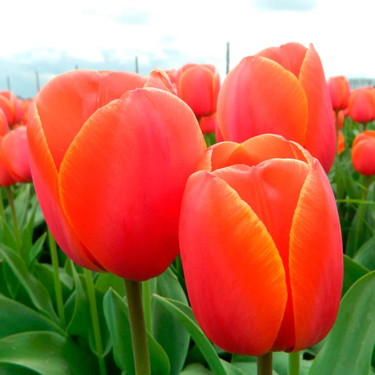 Bulbes de tulipe ad rem bio – La Ferme de Sainte Marthe