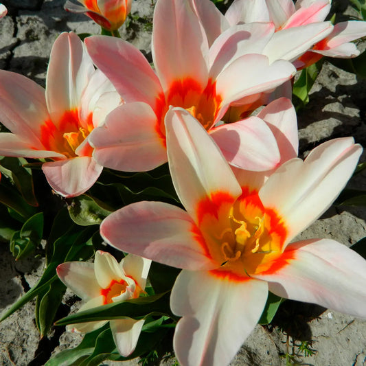 Bulbes de tulipe ancilla bio – La Ferme de Sainte Marthe