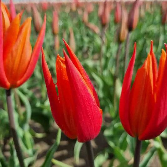 Bulbes de tulipe ballerina bio – La Ferme de Sainte Marthe