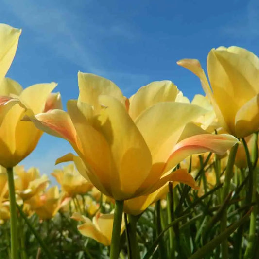 Bulbes de tulipe batalinii bronze charm bio – La Ferme de Sainte Marthe
