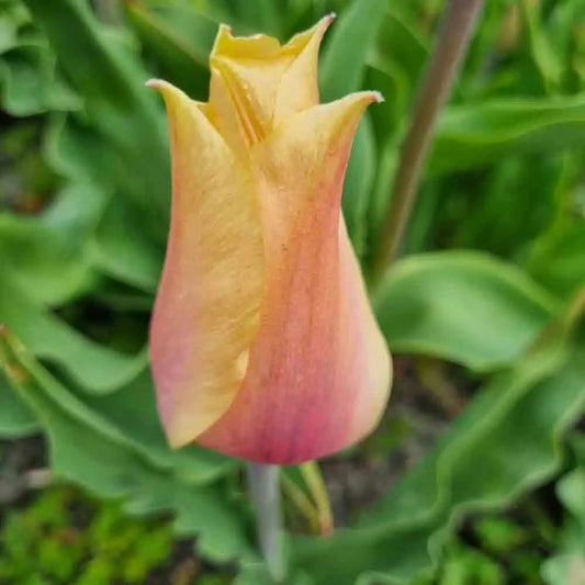 Bulbes de tulipe blushing lady bio – La Ferme de Sainte Marthe