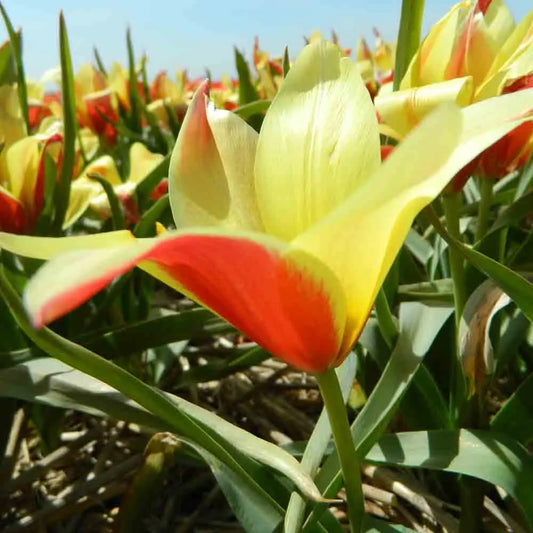 Bulbes de tulipe clusiana taco bio – La Ferme de Sainte Marthe