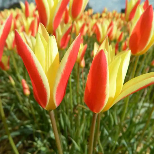 Bulbes de tulipe clusiana tinka bio – La Ferme de Sainte Marthe