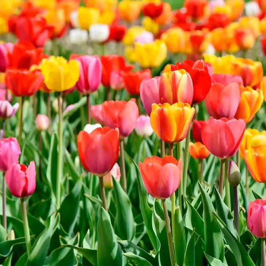 Bulbes de tulipe darwin hybrid en mélange bio – La Ferme de Sainte Marthe