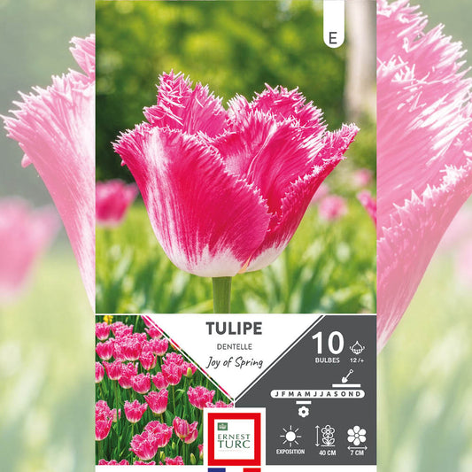 Bulbes de tulipe dentelle joy of spring – La Ferme de Sainte Marthe