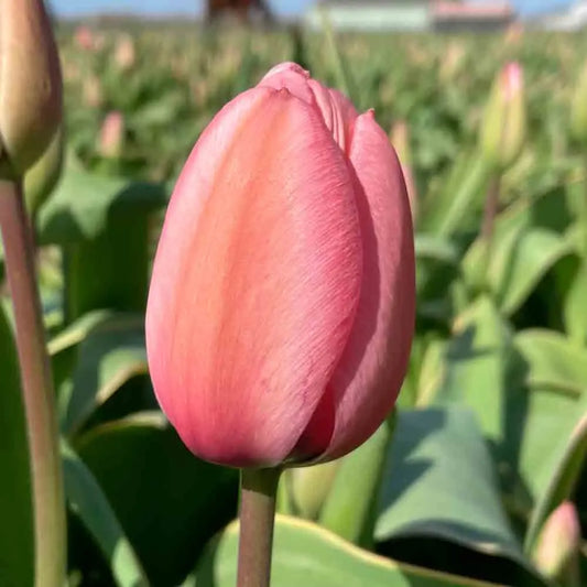 Bulbes de tulipe design impression bio – La Ferme de Sainte Marthe