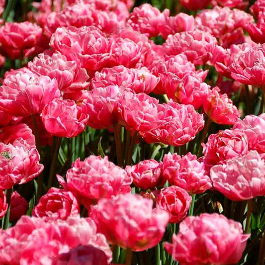 Bulbes de tulipe double pink bio – La Ferme de Sainte Marthe