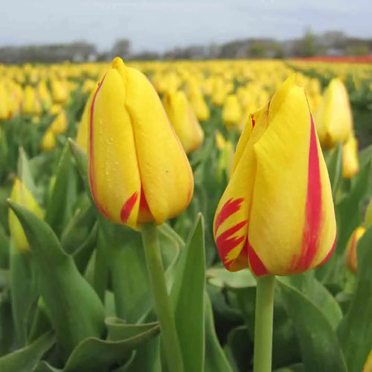 Bulbes de tulipe freedom flame bio – La Ferme de Sainte Marthe