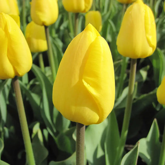 Bulbes de tulipe novi sun bio – La Ferme de Sainte Marthe