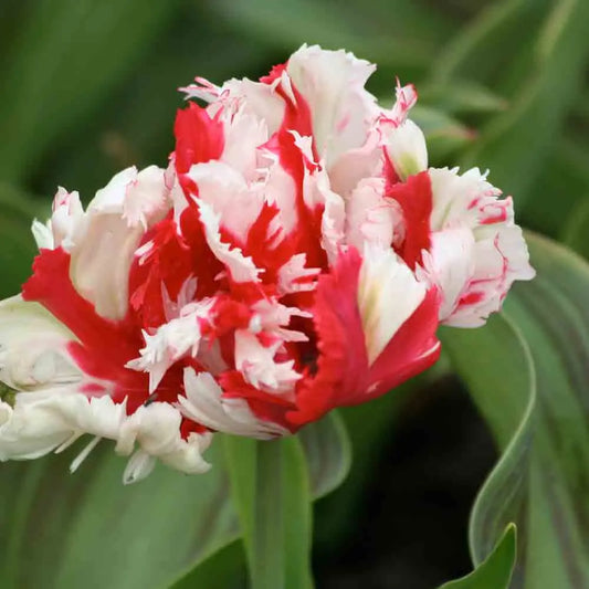 Bulbes de tulipe perroquet estella rijnveld – La Ferme de Sainte Marthe