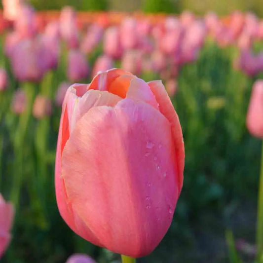 Bulbes de tulipe pink impression bio – La Ferme de Sainte Marthe
