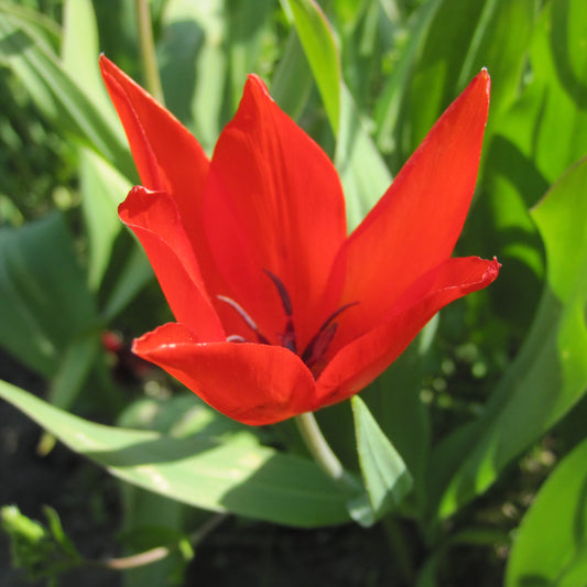 Bulbes de tulipe praestans zwanenburg bio – La Ferme de Sainte Marthe