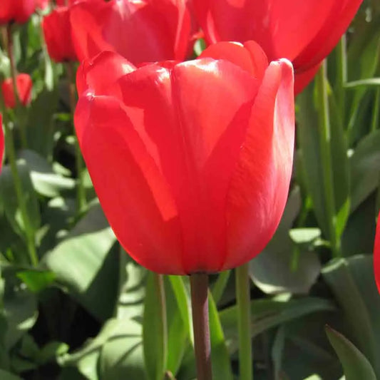 Bulbes de tulipe red impression bio – La Ferme de Sainte Marthe