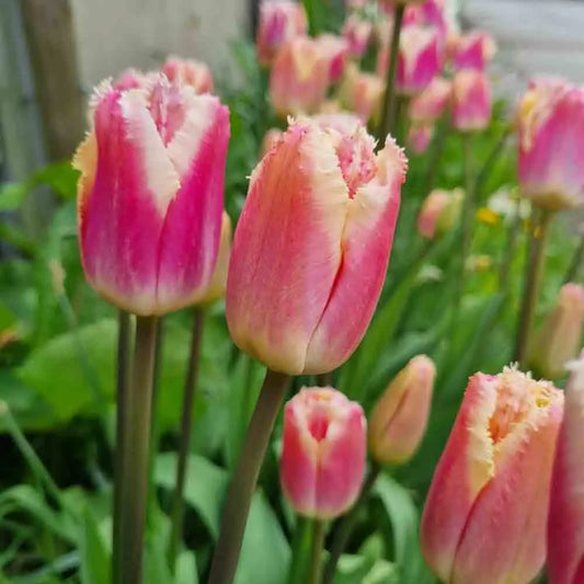 Bulbes de tulipe siesta bio – La Ferme de Sainte Marthe