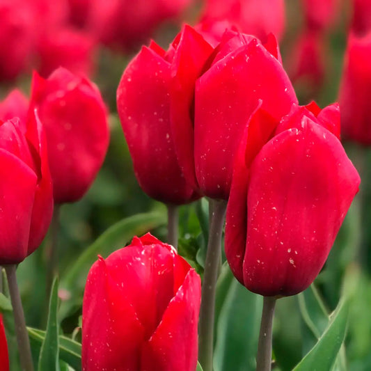 Bulbes de tulipe strong love bio – La Ferme de Sainte Marthe