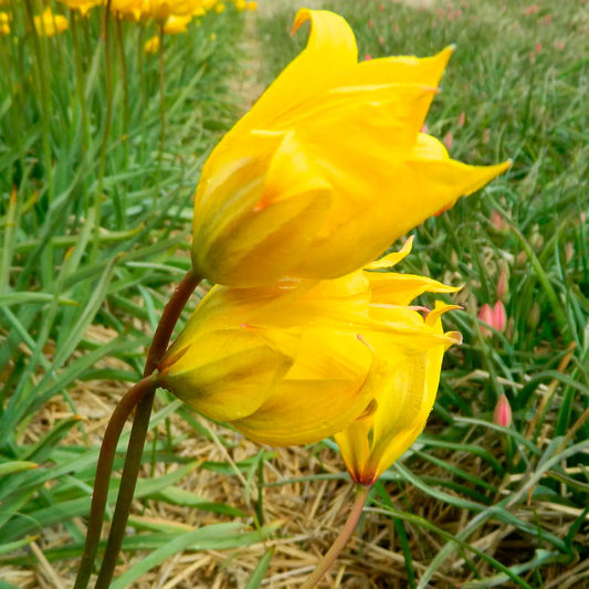 Bulbes de tulipe sylvestris bio – La Ferme de Sainte Marthe