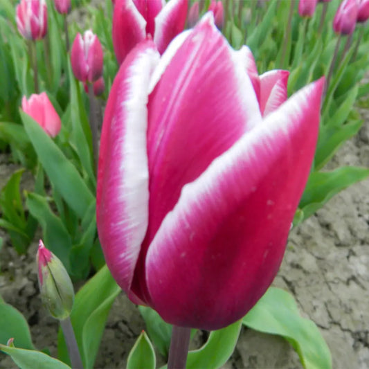Bulbes de tulipe synaeda blue bio – La Ferme de Sainte Marthe
