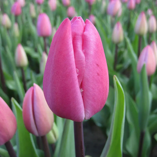 Bulbes de tulipe tineke van der meer bio – La Ferme de Sainte Marthe