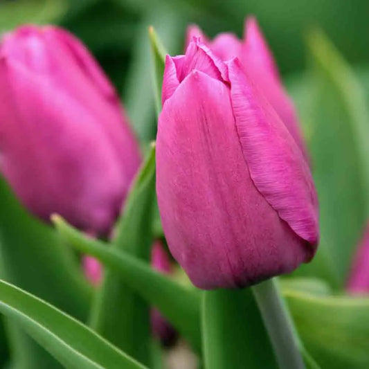 Bulbes de tulipe triomphe pink bio – La Ferme de Sainte Marthe
