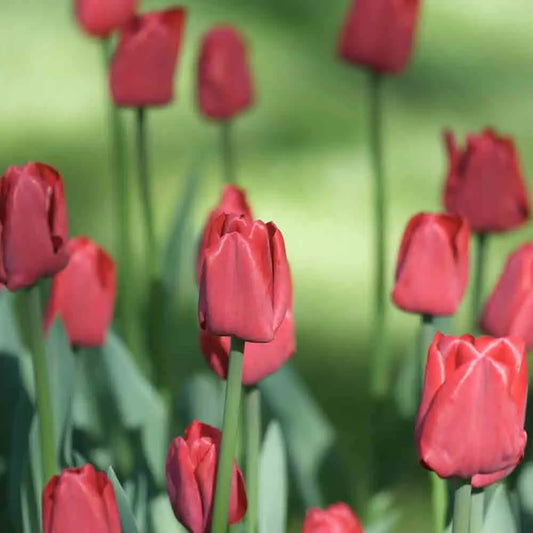 Bulbes de tulipe triomphe red bio – La Ferme de Sainte Marthe
