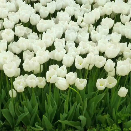 Bulbes de tulipe triomphe white bio – La Ferme de Sainte Marthe