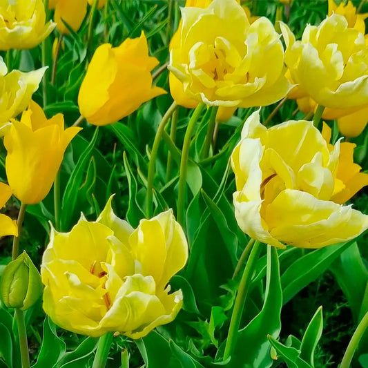 Bulbes de tulipe yellow mix bio – La Ferme de Sainte Marthe