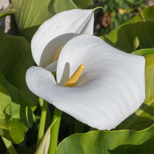 Bulbes de zantedeschia captain ventura® – La Ferme de Sainte Marthe