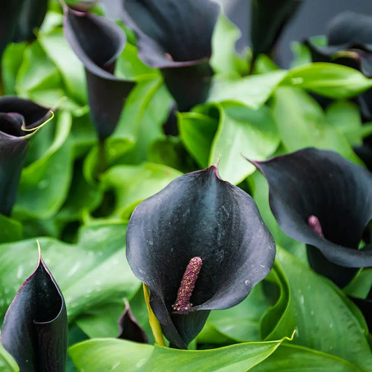 Bulbes de zantedeschia odessa® – La Ferme de Sainte Marthe