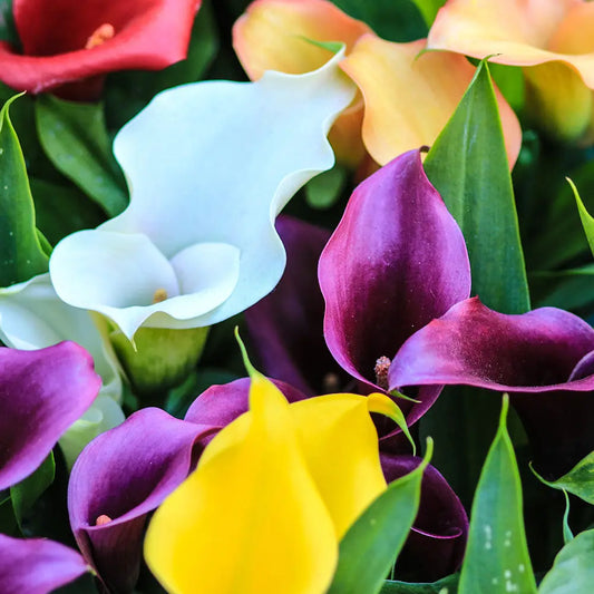 Bulbes de zantedeschia sunset en mélange – La Ferme de Sainte Marthe