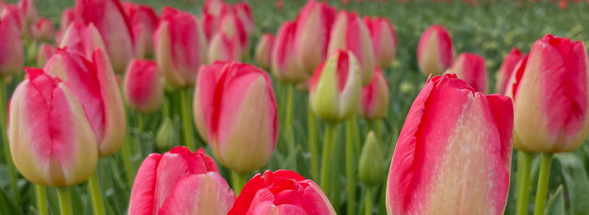 Le retour des bulbes à fleurs