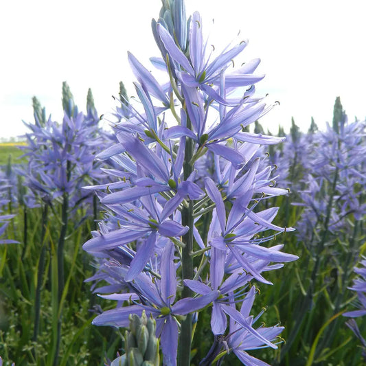 CAMASSIA LEICHTLINII 'CAERULEA' AB 