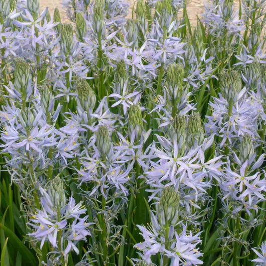 CAMASSIA LEICHTLINII 'CAERULEA' 