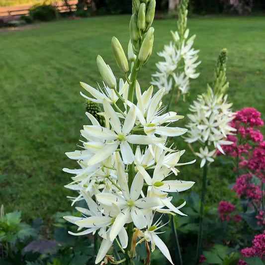 CAMASSIA LEICHTLINII 'SACAJAWEA' AB 