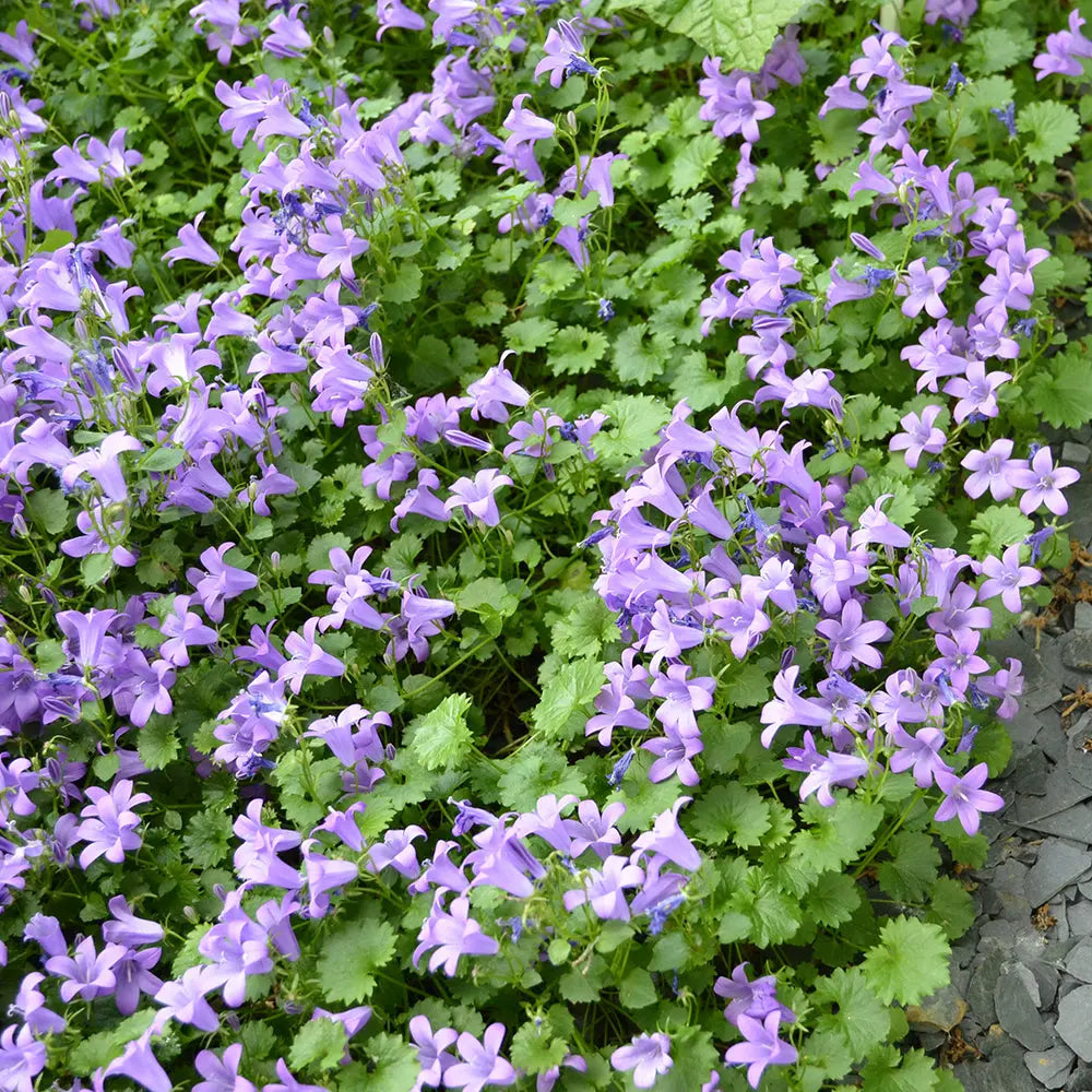 CAMPANULE MURALIS PORTENSCHLAGIANA  - PLANT 