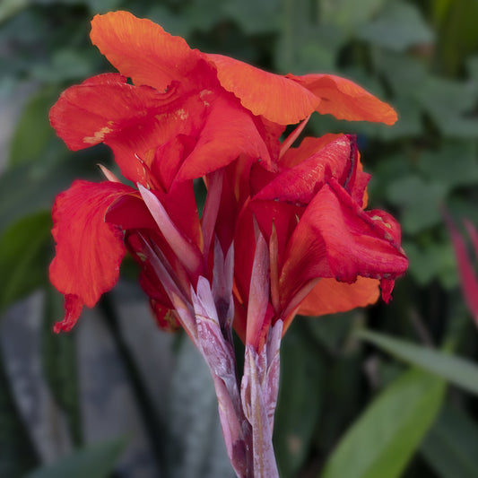 CANNA INDICA RED AB
