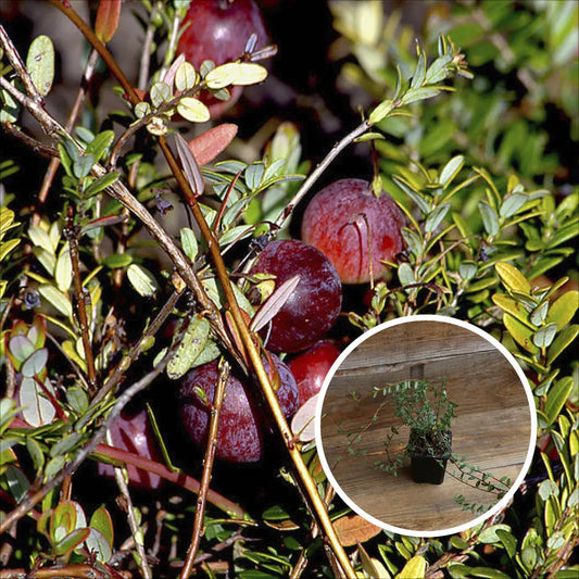 CANNEBERGE PILGRIM (Cranberry) AB - PLANT 