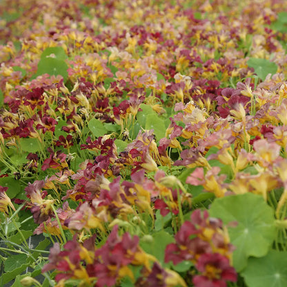 CAPUCINE GRIMPANTE PURPLE EMPEROR AB 