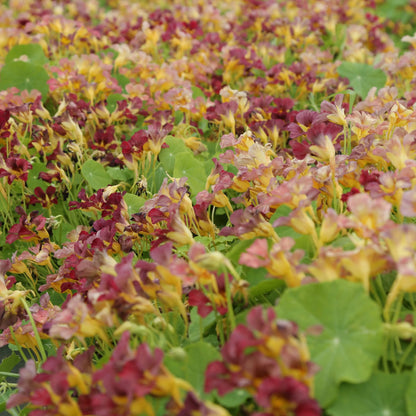 CAPUCINE NAINE PURPLE EMPEROR  AB - PLANT 