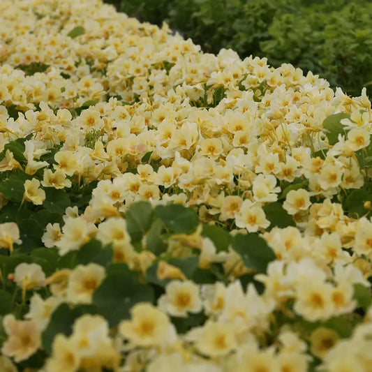 CAPUCINE NAINE TIP TOP PINK BLUSH AB 